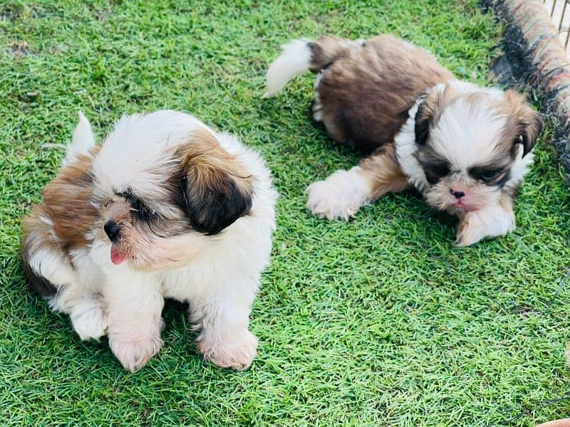 Top quality Shihtzu Puppy 3