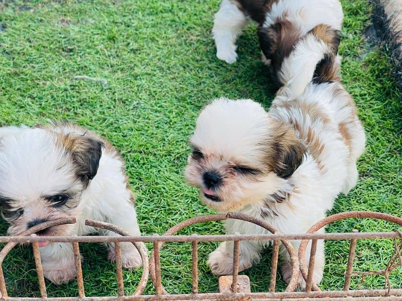 Top quality Shihtzu Puppy 4