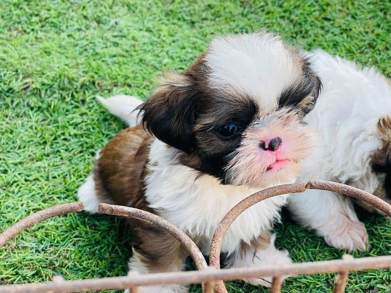 Top quality Shihtzu Puppy 5