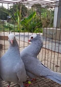 Mukhi/pouter