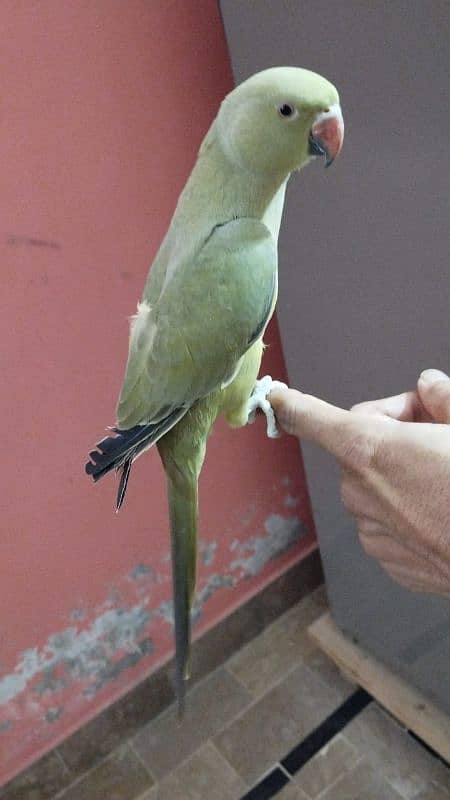 olive ringneck tame talking 1