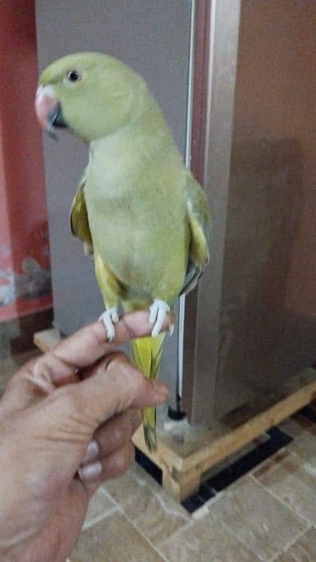 olive ringneck tame talking 2