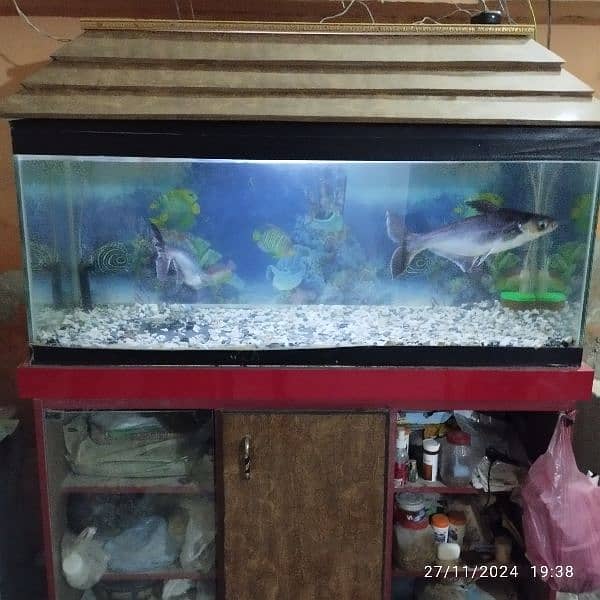 blue shark fish for sale 0