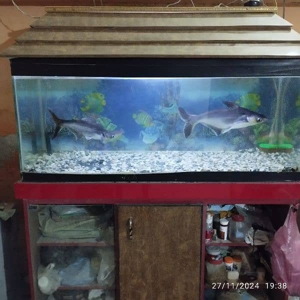 blue shark fish for sale 1