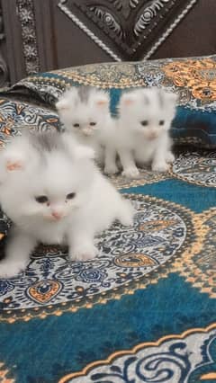 Persian cat