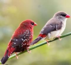 Strawberry Finch