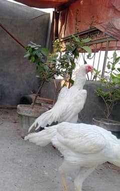 white shamo pair for sale