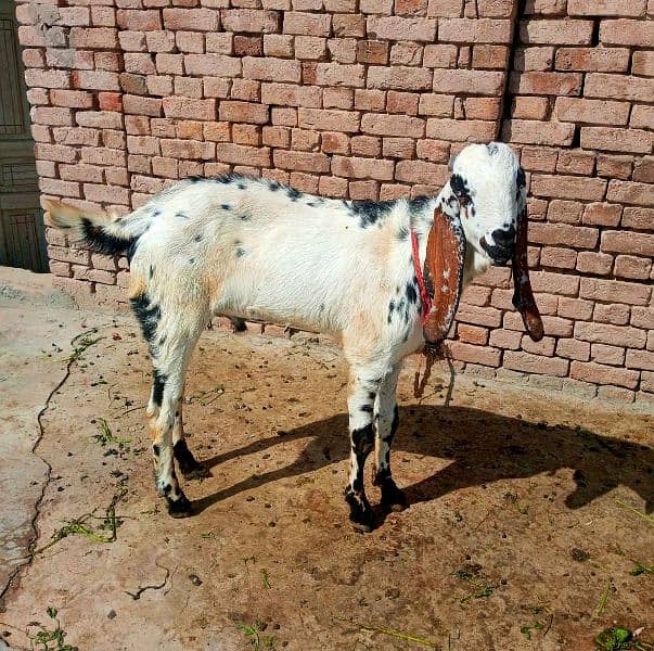 Desi Bakra 9 month old 0