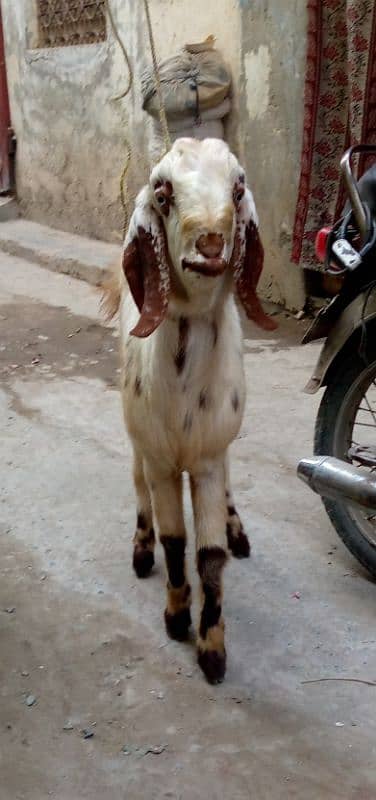 Ek bakra Donda ha or ek. bakra khera ha 1