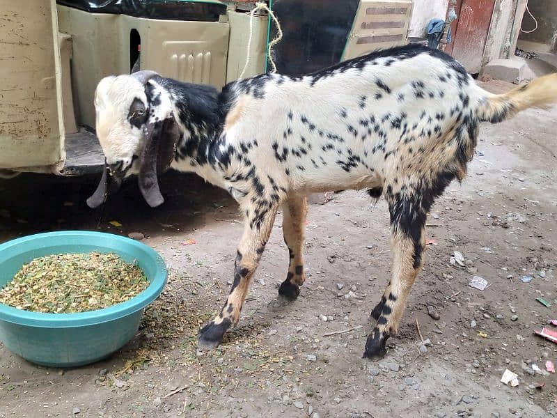 Ek bakra Donda ha or ek. bakra khera ha 5