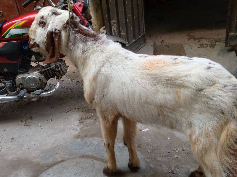 Ek bakra Donda ha or ek. bakra khera ha 6