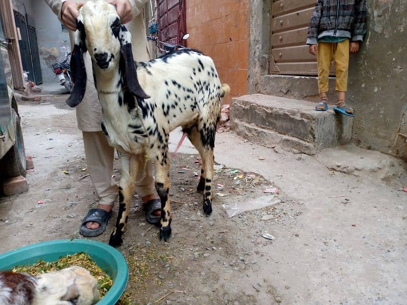 Ek bakra Donda ha or ek. bakra khera ha 7