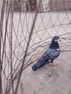 pigeon