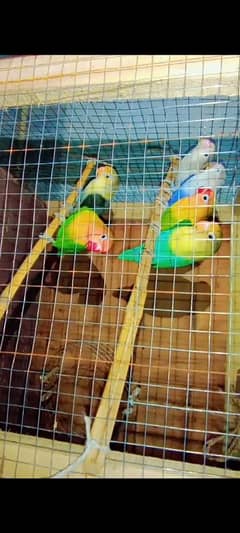 Java Love Birds parrot 3 Pair munasib keemet What's app 03234590616