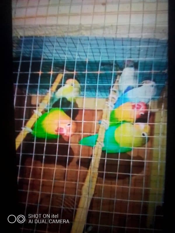 Java Love Birds Parrots Three Pair What's App 03234590616 3