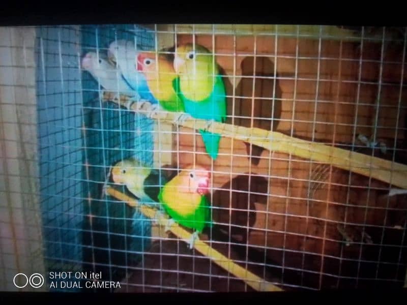 Java Love Birds Parrots Three Pair What's App 03234590616 4