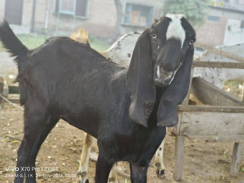 Desi bakri for sale! soneyy wali hai Ghar k Desi khorak pr Pala hai 0