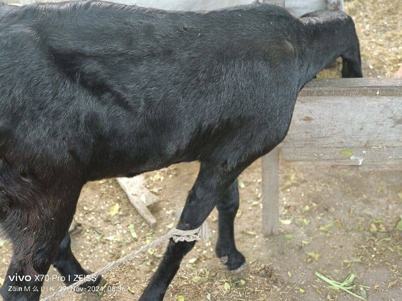 Desi bakri for sale! soneyy wali hai Ghar k Desi khorak pr Pala hai 1