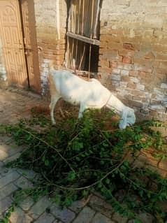 rajanipuri bakri