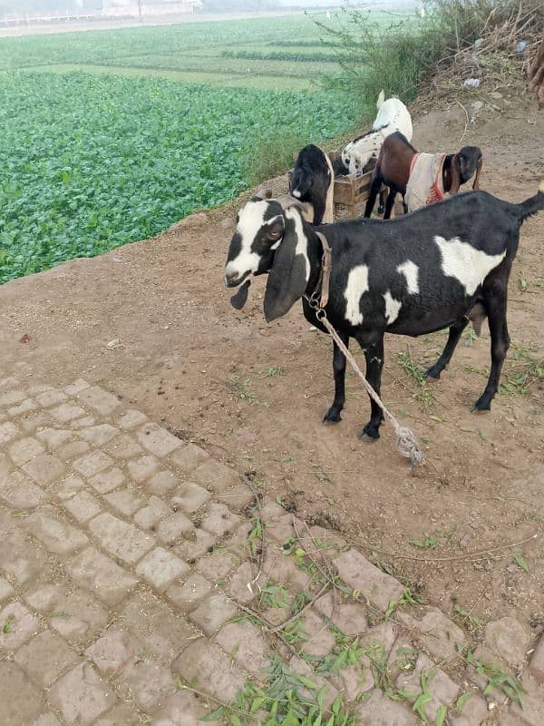 bakri for sale. . kch din me soony wali he 1