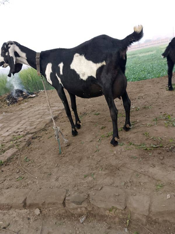 bakri for sale. . kch din me soony wali he 2