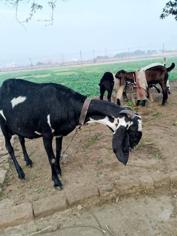 bakri for sale. . kch din me soony wali he 3