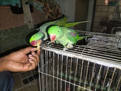 parrots raw | imported parrots | pair | bolny wala