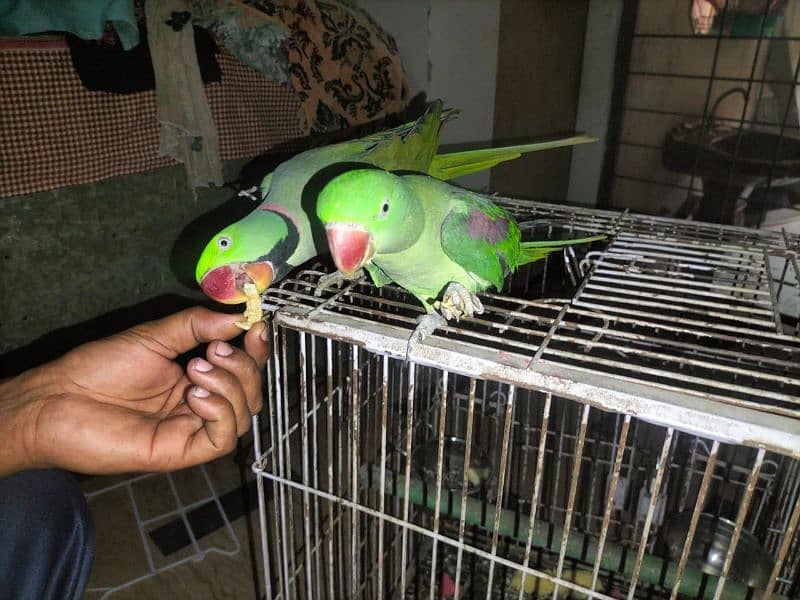 parrots raw | imported parrots | pair | bolny wala 0