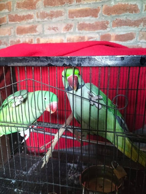 parrots raw | imported parrots | pair | bolny wala 2