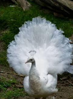 Peacock white male