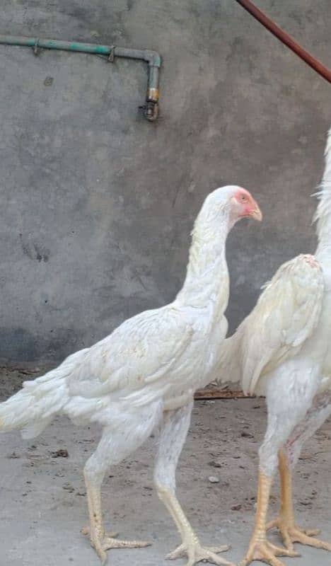 white shamo pair for sale 1