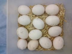 Heera Egg For sale