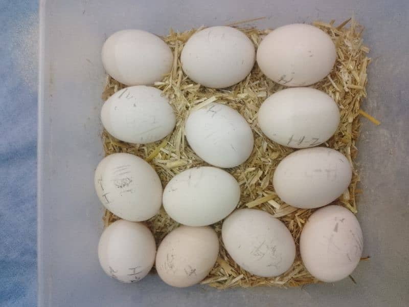 Heera Egg For sale 0