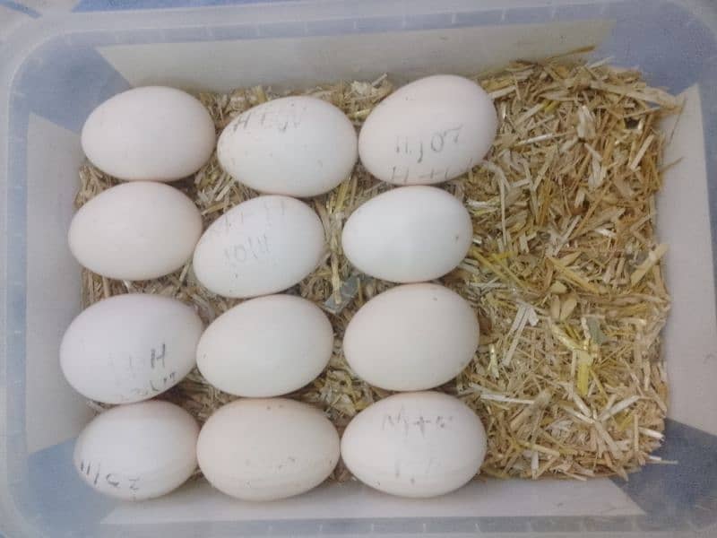 Heera Egg For sale 1