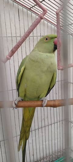 green parrot with Cage