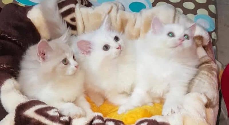 Pure Persian kittens for sale and adult cat on adoption 1