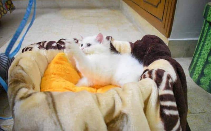 Pure Persian kittens for sale and adult cat on adoption 2