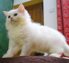 Pure Persian kittens for sale and adult cat on adoption