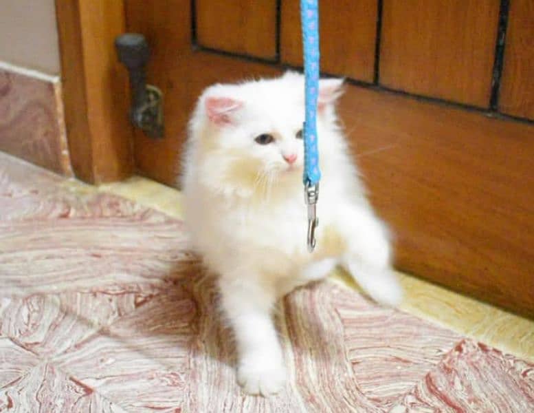 Pure Persian kittens for sale and adult cat on adoption 4