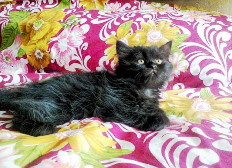 Pure Persian kittens for sale and adult cat on adoption 5