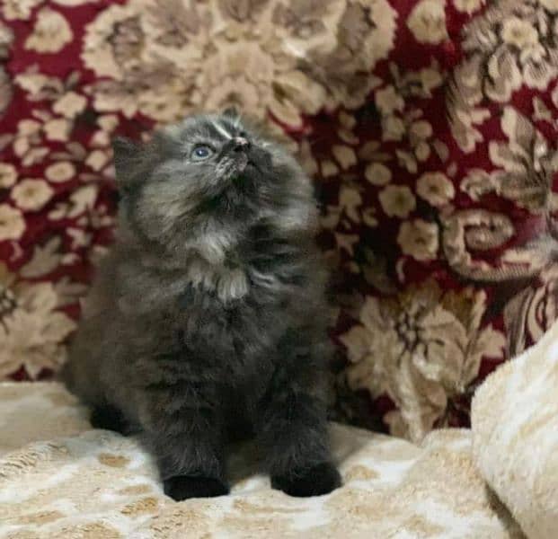 Pure Persian kittens for sale and adult cat on adoption 6