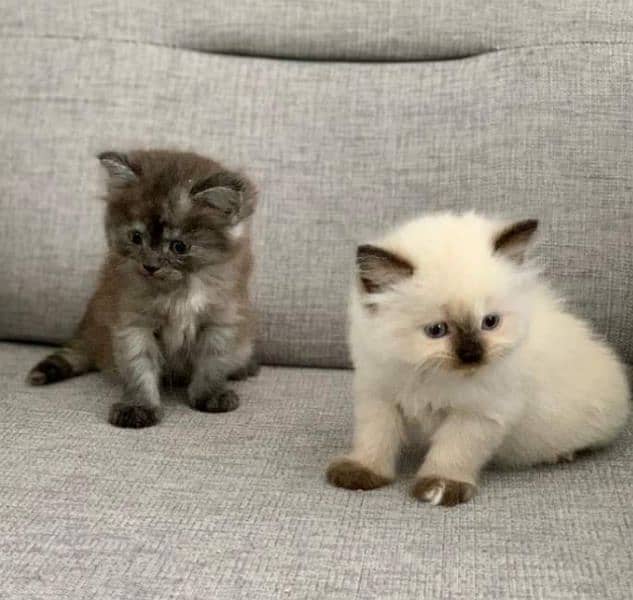 Pure Persian kittens for sale and adult cat on adoption 7