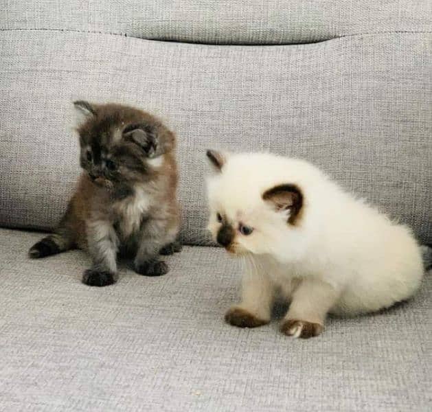 Pure Persian kittens for sale and adult cat on adoption 8