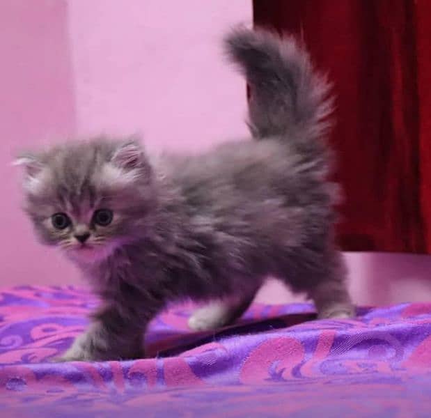 Pure Persian kittens for sale and adult cat on adoption 9