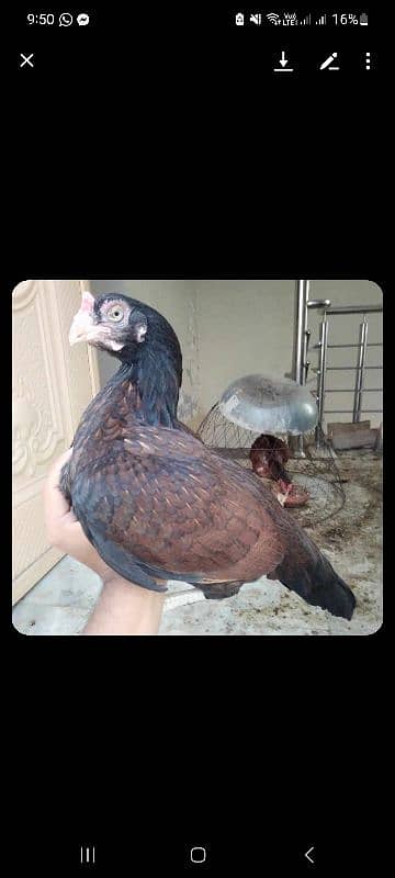 Pure Amroha Breed 16