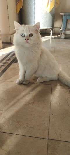 white cat with coloured eyes