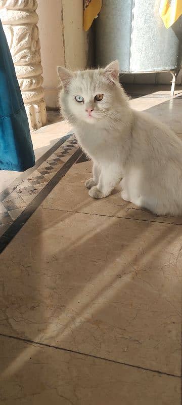 white cat with coloured eyes 1