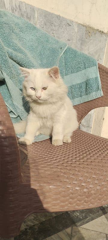 white cat with coloured eyes 2