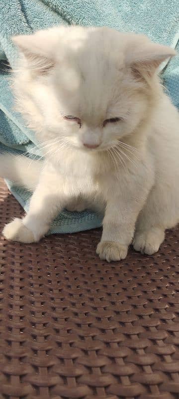 white cat with coloured eyes 3