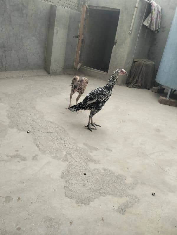 Aseel Male and female full active new breeding 8